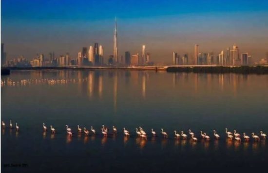 economy dubai water canal dinner cruise 5