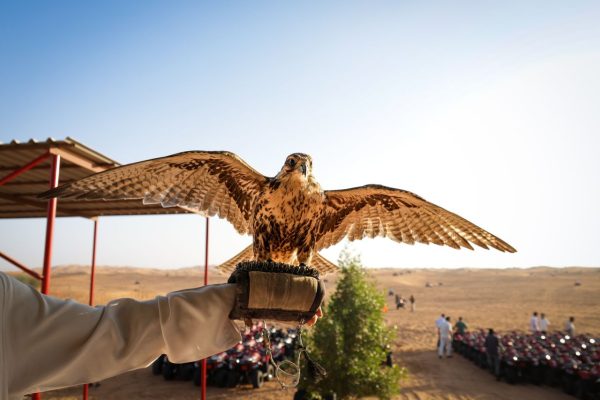 A falcon spreads its wings majestically, held by a handler in a vast desert landscape.